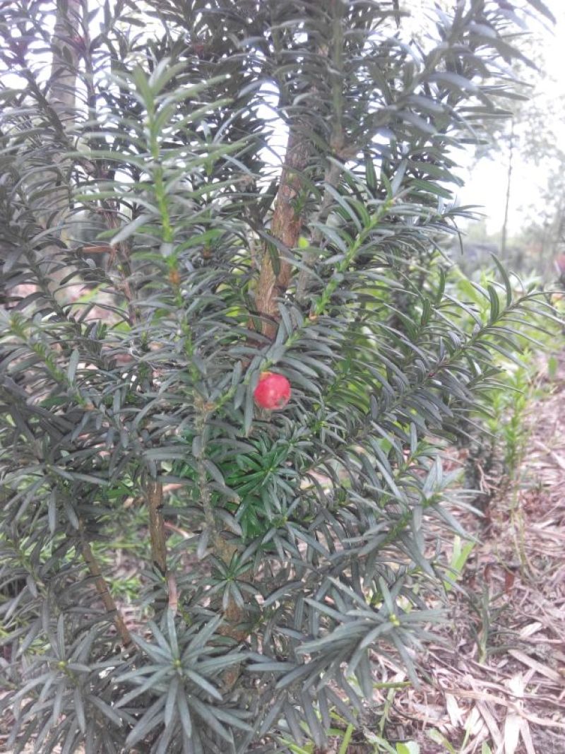 红豆杉盆景不含盆50~80cm