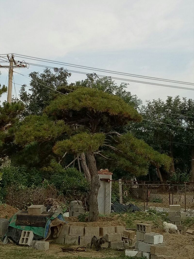 造型松14公分