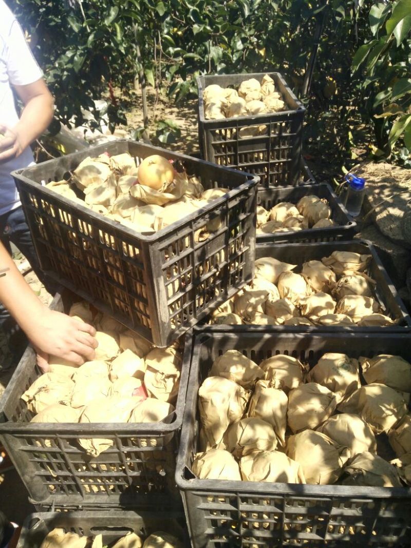 新高梨350~400g纸袋