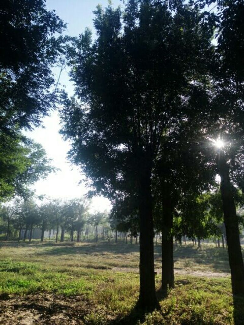 国槐20cm以上20cm以上2~3米
