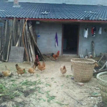 蜀中土鸡