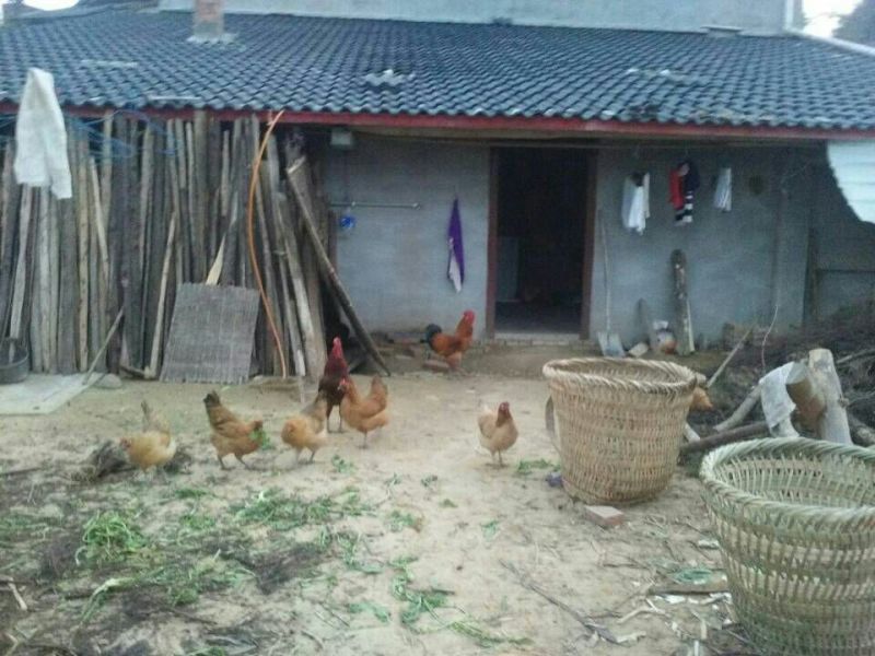 蜀中土鸡