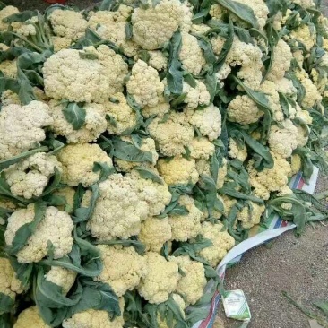 白花菜散装