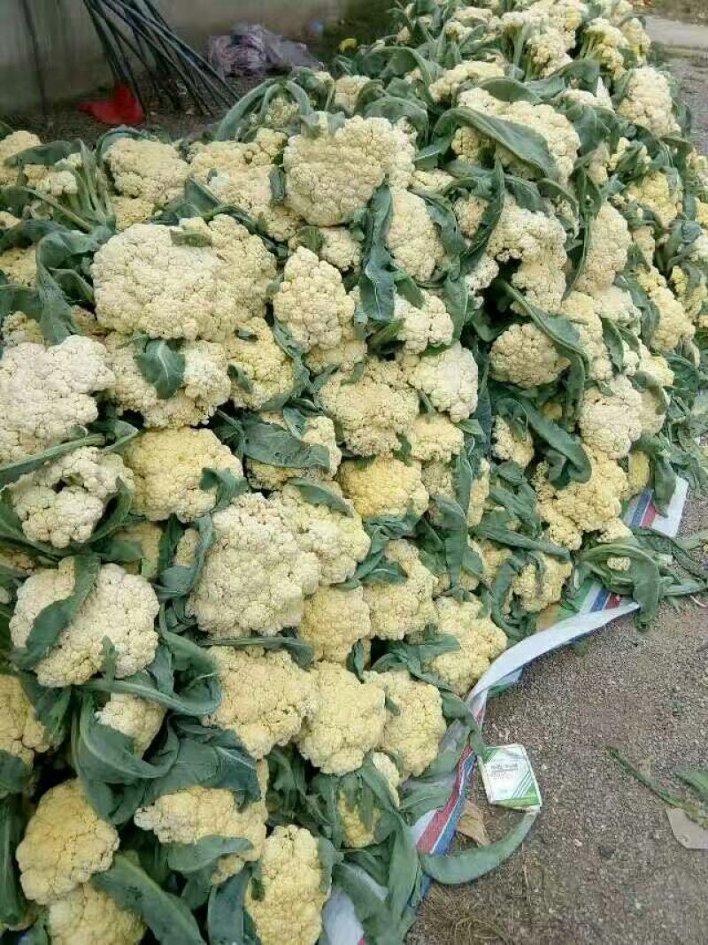 白花菜散装