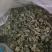 黑木耳一级