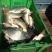 河鲤鱼食用1~2公斤