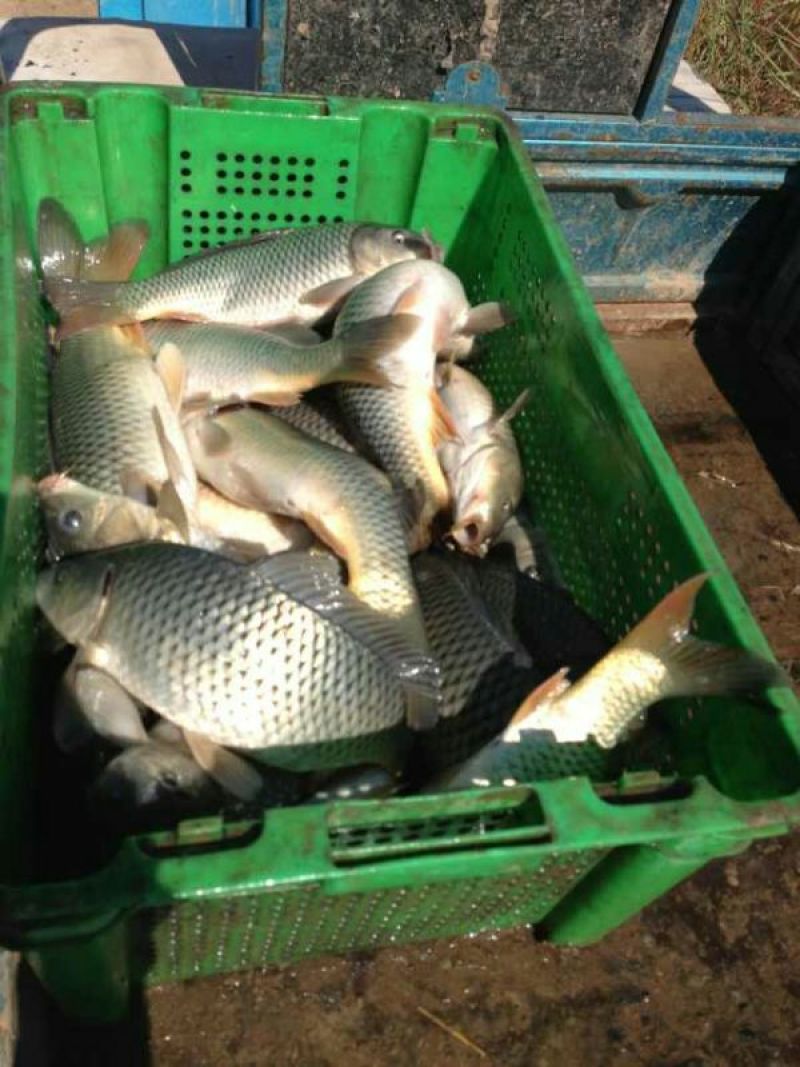 河鲤鱼食用1~2公斤