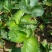 红颜草莓苗10~20cm