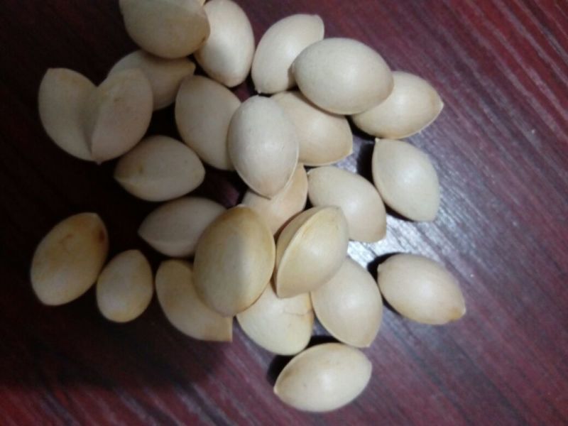 大果银杏白果