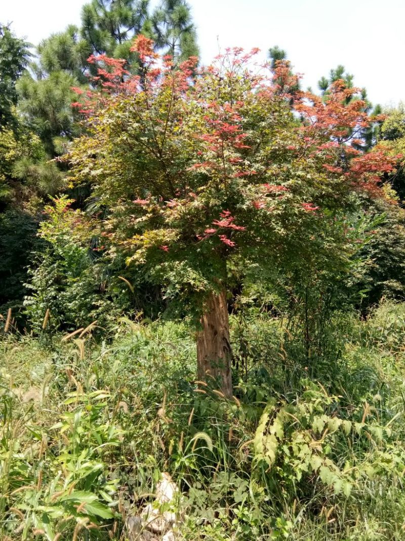 红枫古桩5~10cm