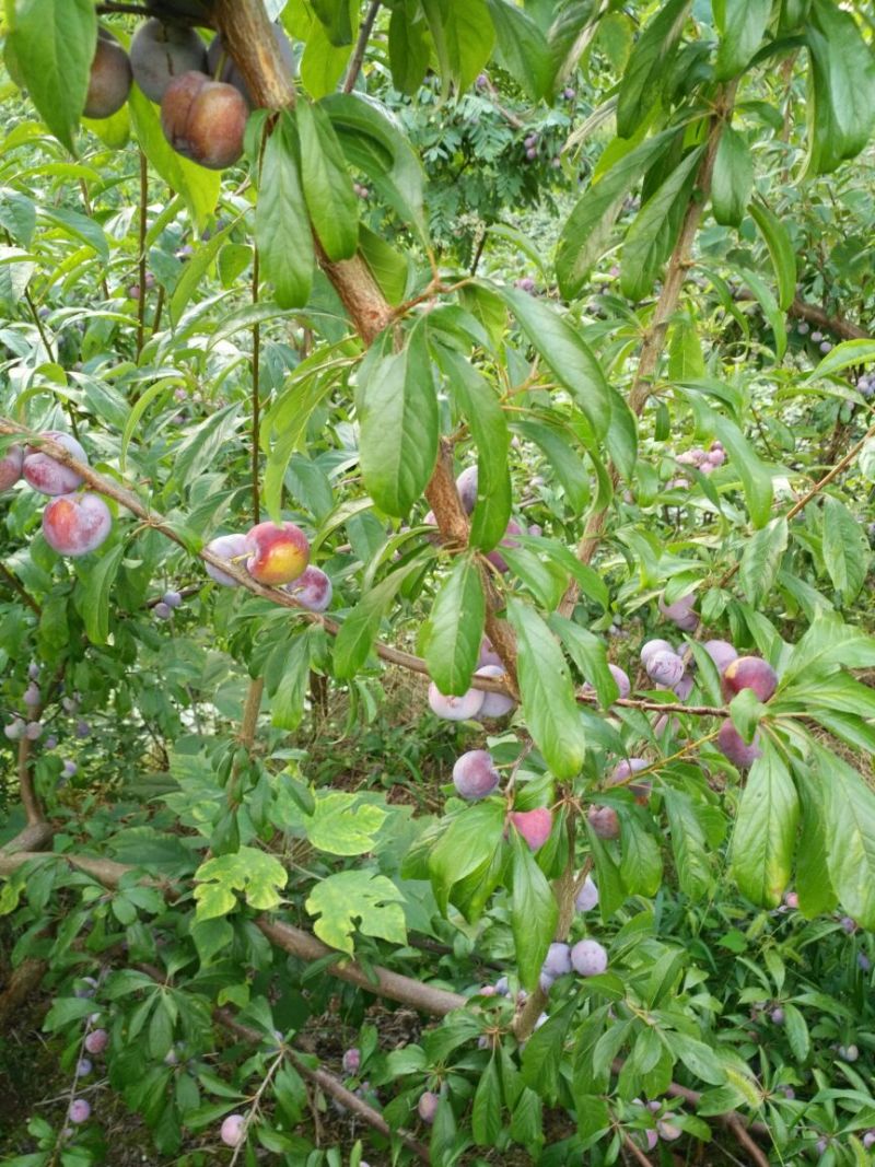 脆红李子树苗50~100cm