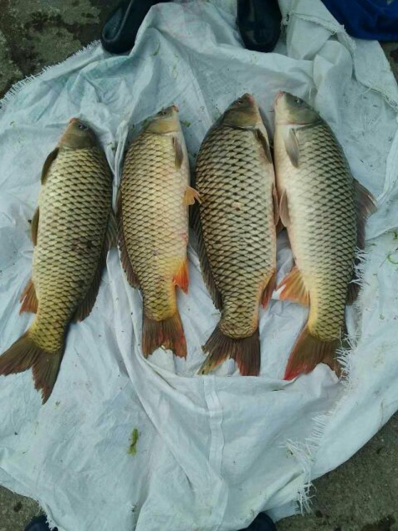 河鲤鱼食用2~3公斤