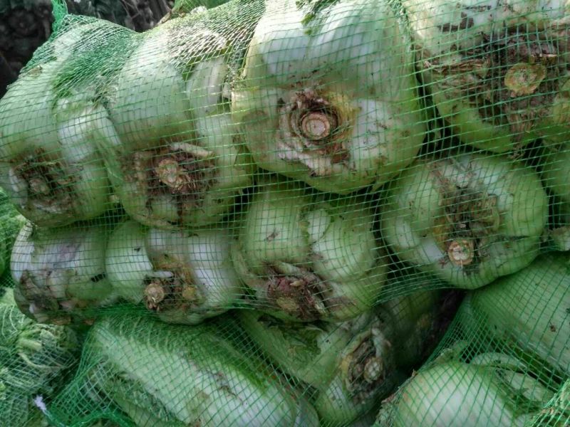 大白菜7斤以上