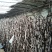 葡萄苗150~200cm3年葡萄树苗新品种葡萄苗果树