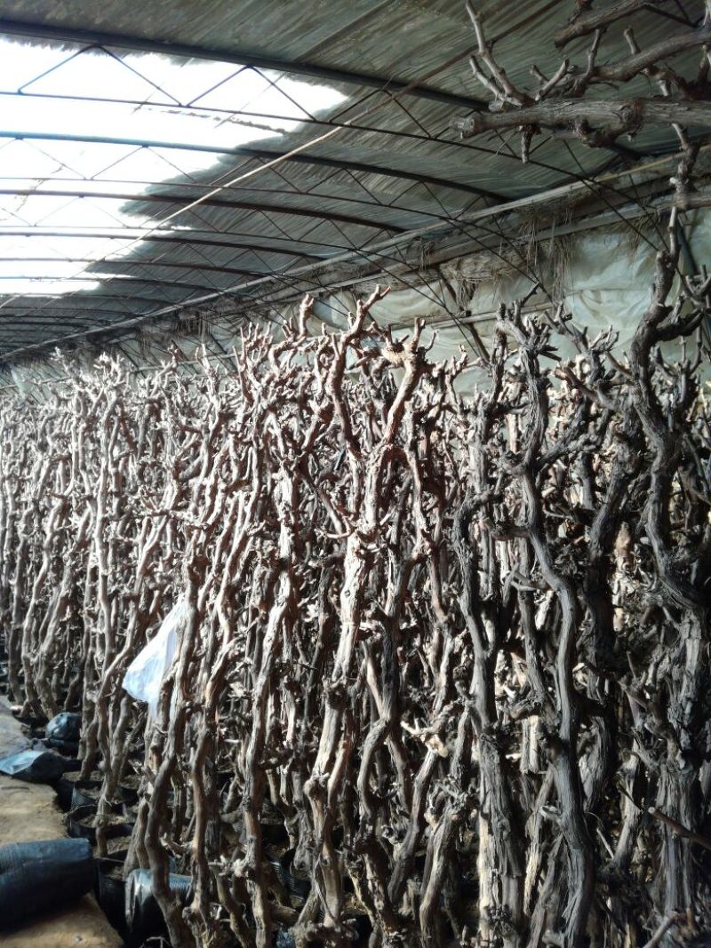 葡萄苗150~200cm3年葡萄树苗新品种葡萄苗果树