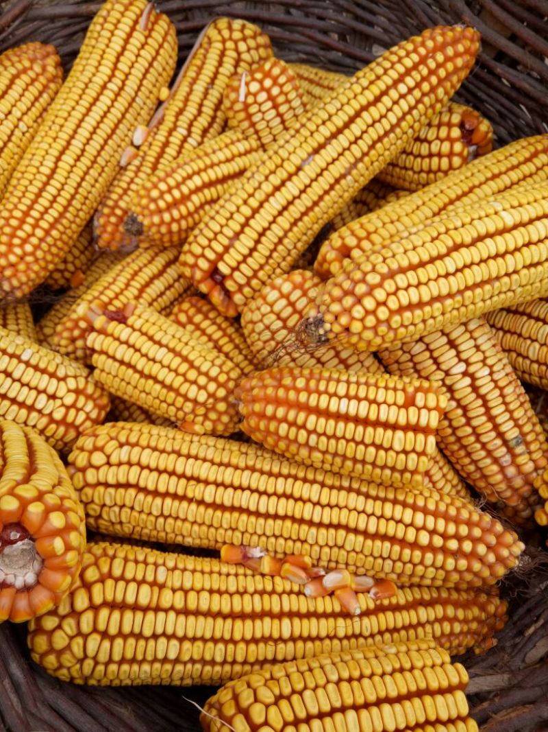 黄玉米16~20%