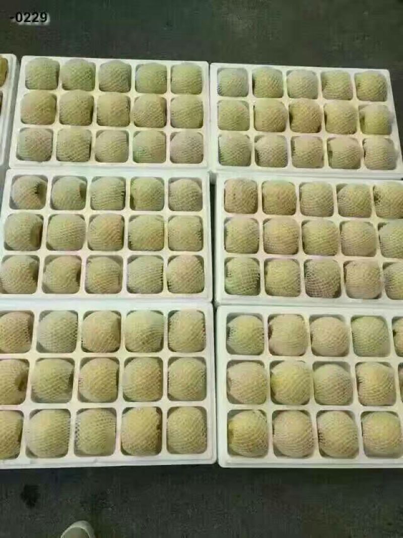 砀山梨200~250g光果