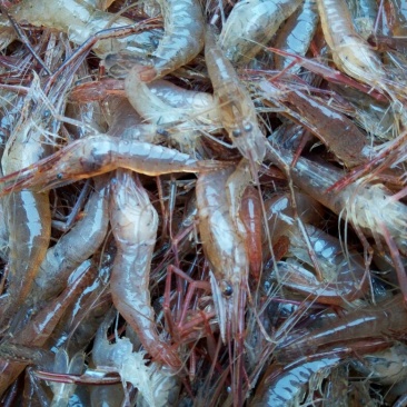 河虾活虾16~20只/kg