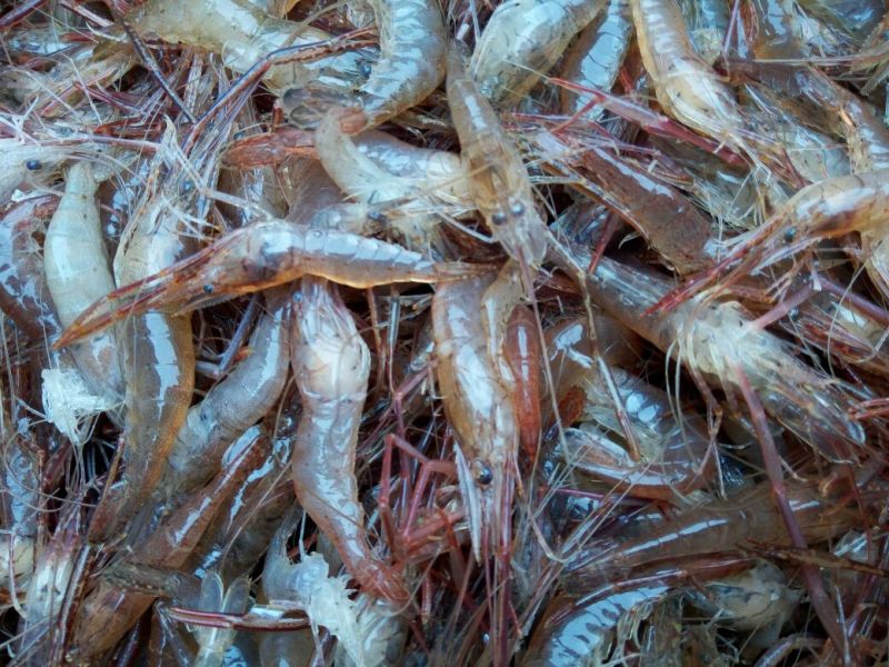 河虾活虾16~20只/kg