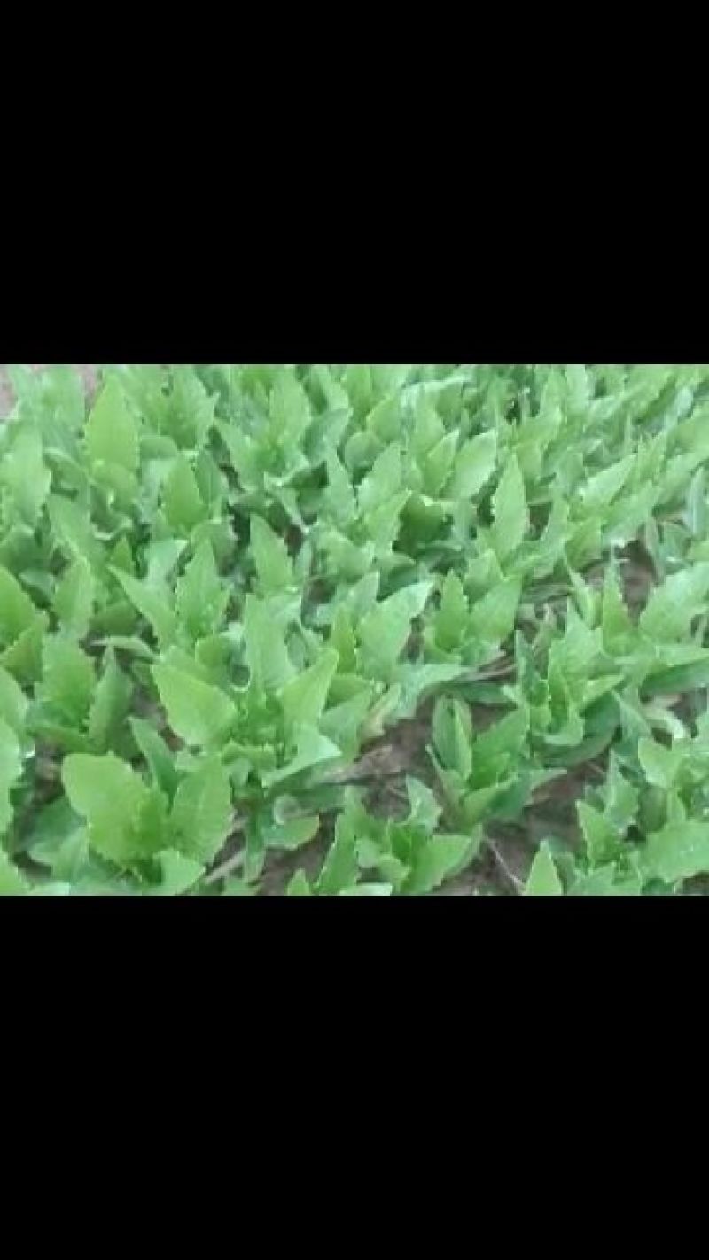 美冠10~15厘米以上