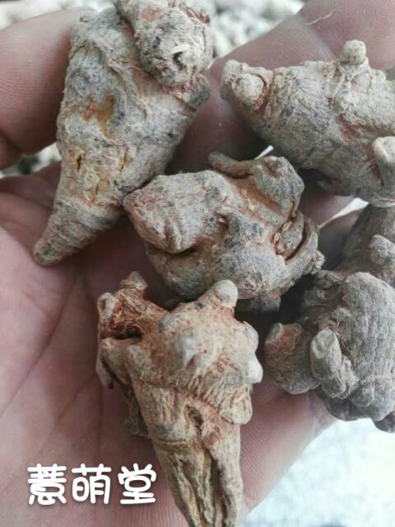 三七40头选货