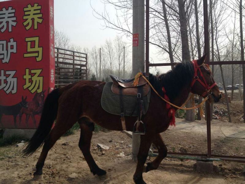 矮马