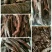 牛肉干黄牛肉鲜肉
