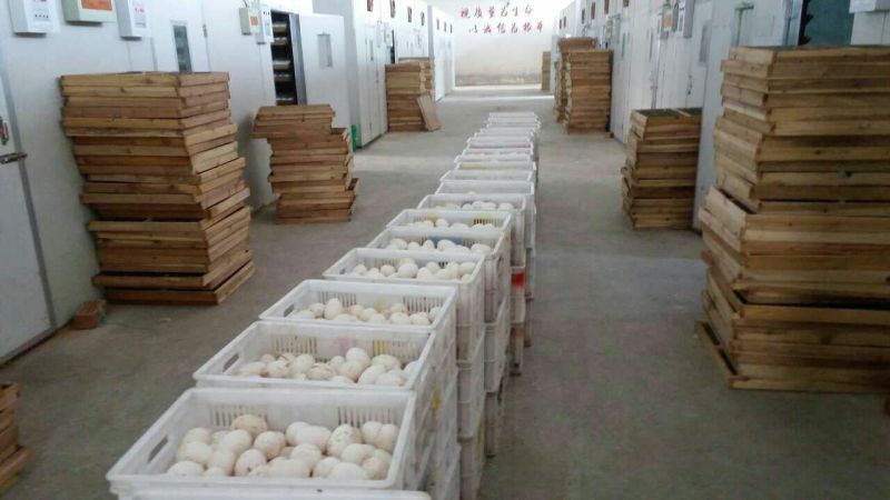 皖西白鹅鹅苗250g以上
