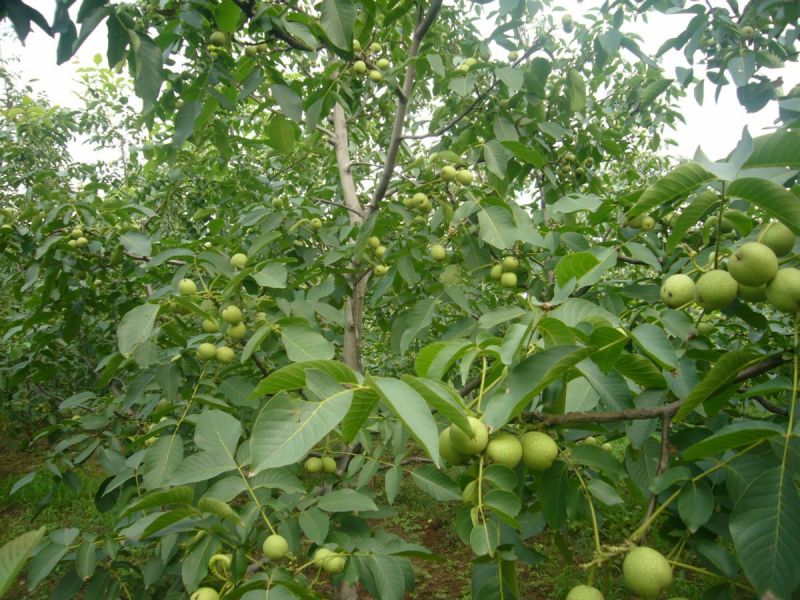 核桃树10~12cm8~10cm2.5~3米