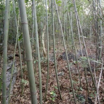 金竹3~4m