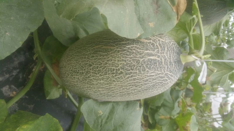 西州蜜瓜2斤以上长圆形
