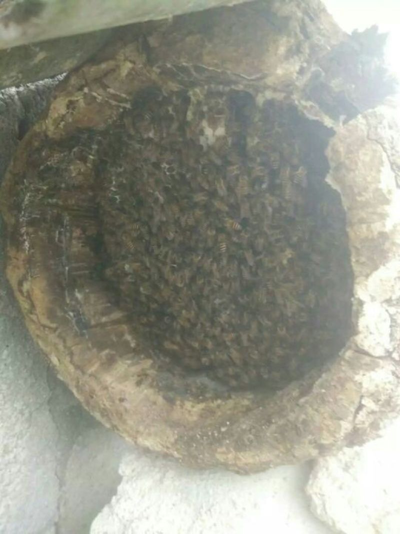土蜂蜜