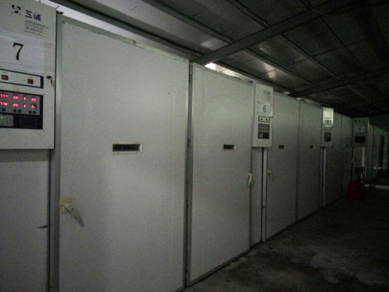 土鸡苗1斤以下