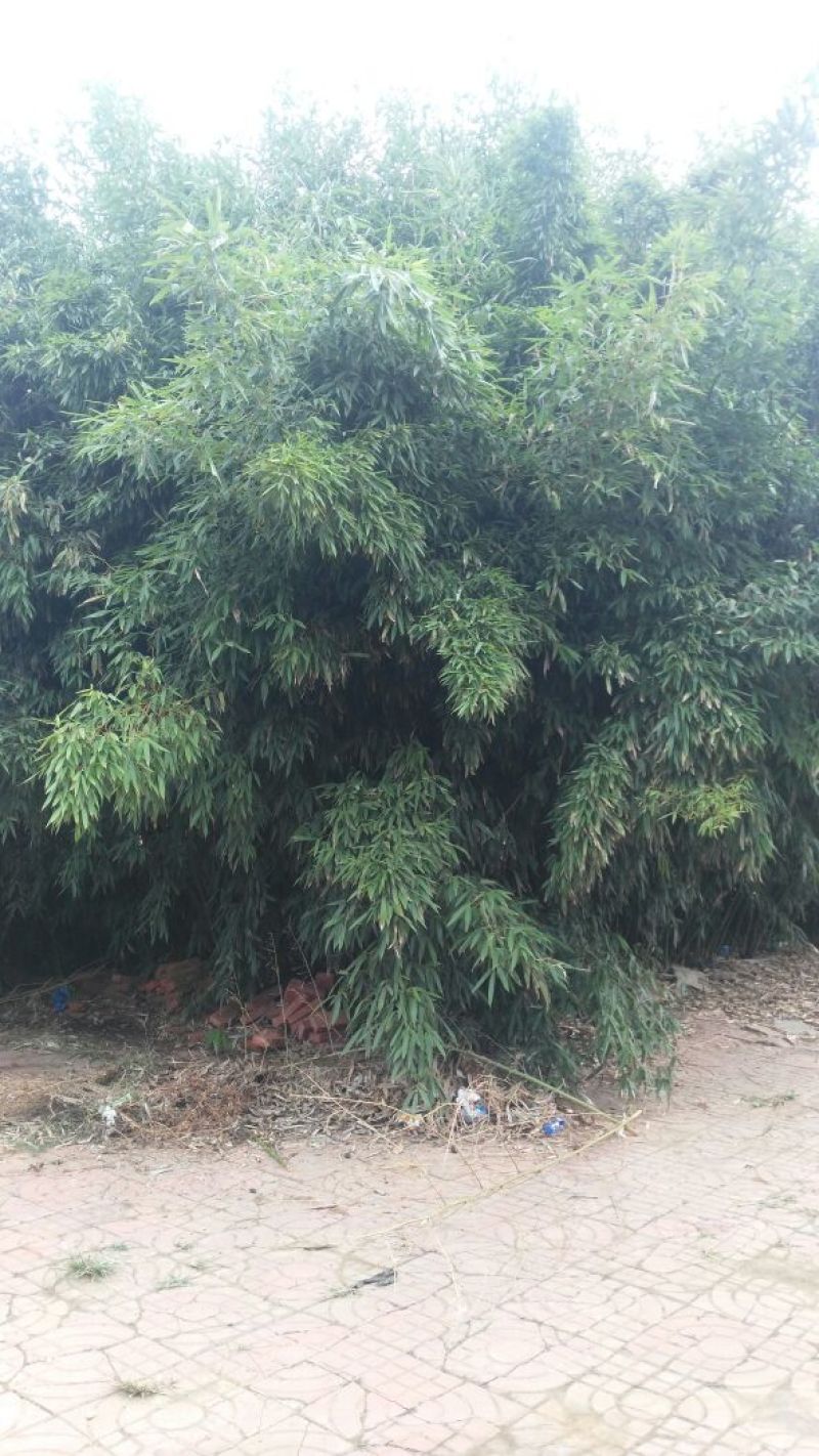 绿竹3~4m