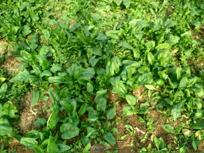 大叶菠菜20~25厘米