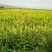 油菜籽1