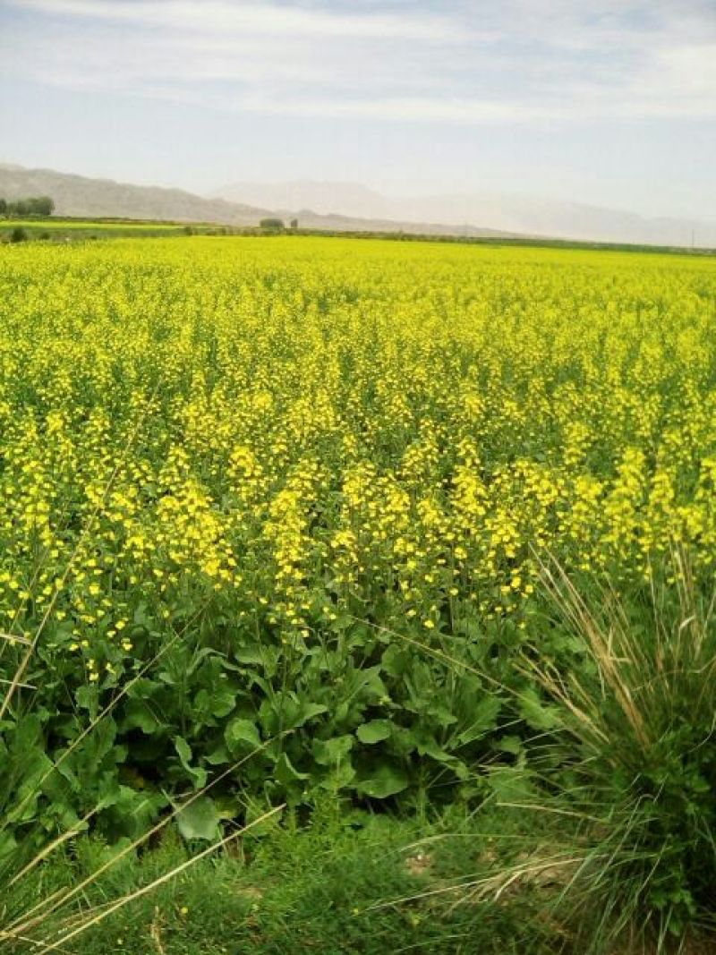 油菜籽1