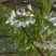 泰山千亩槐林原生态成熟槐花蜜1斤