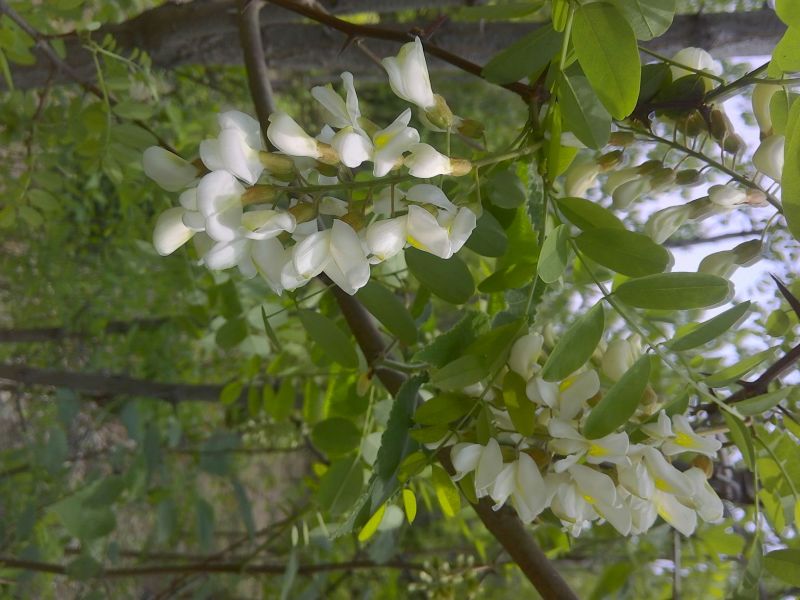 泰山千亩槐林原生态成熟槐花蜜1斤