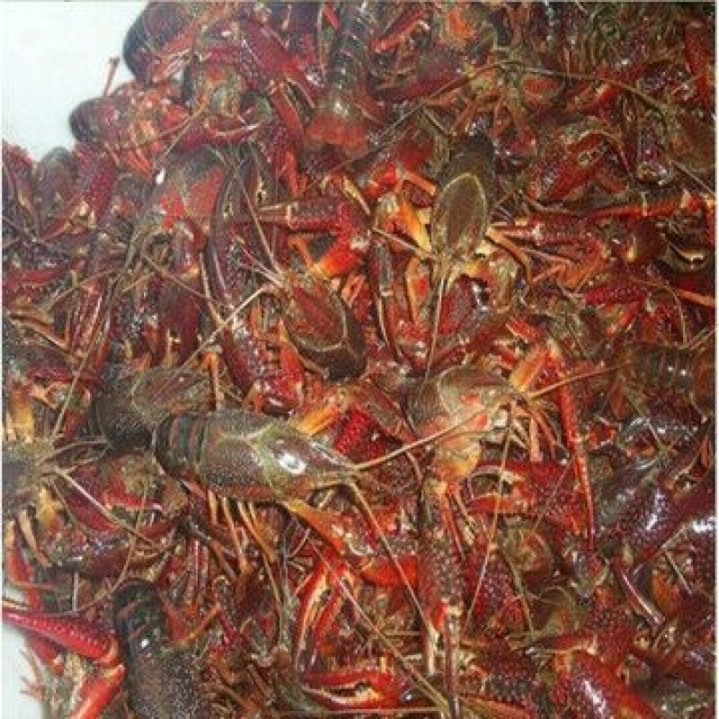罗氏沼虾食用4~6钱活虾