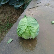 绿甘蓝