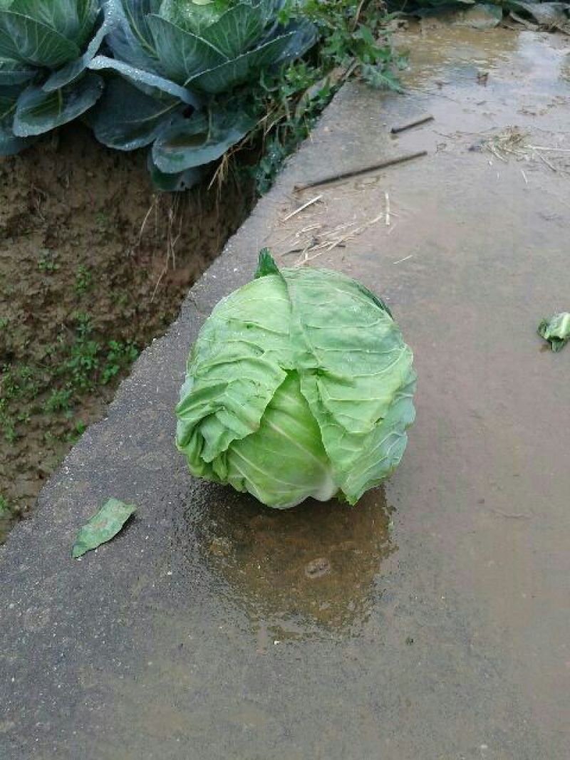 绿甘蓝