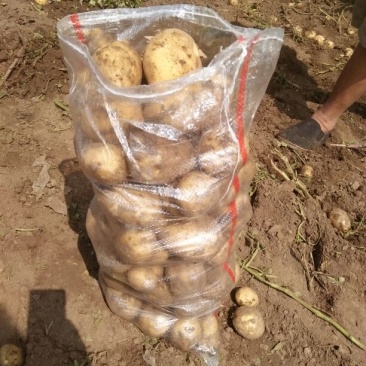 尤金885土豆大量上市中