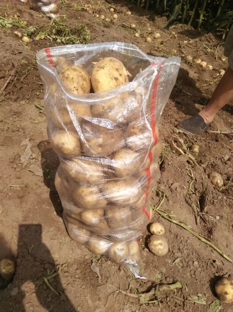 尤金885土豆大量上市中