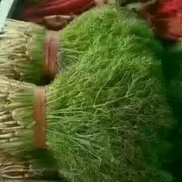 茴香苗