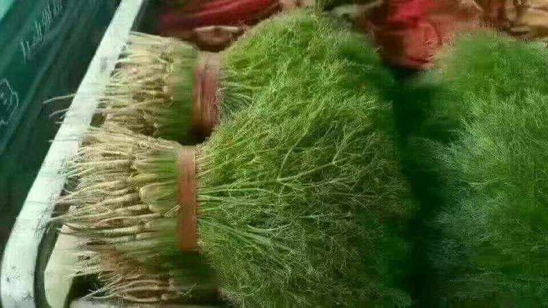 茴香苗