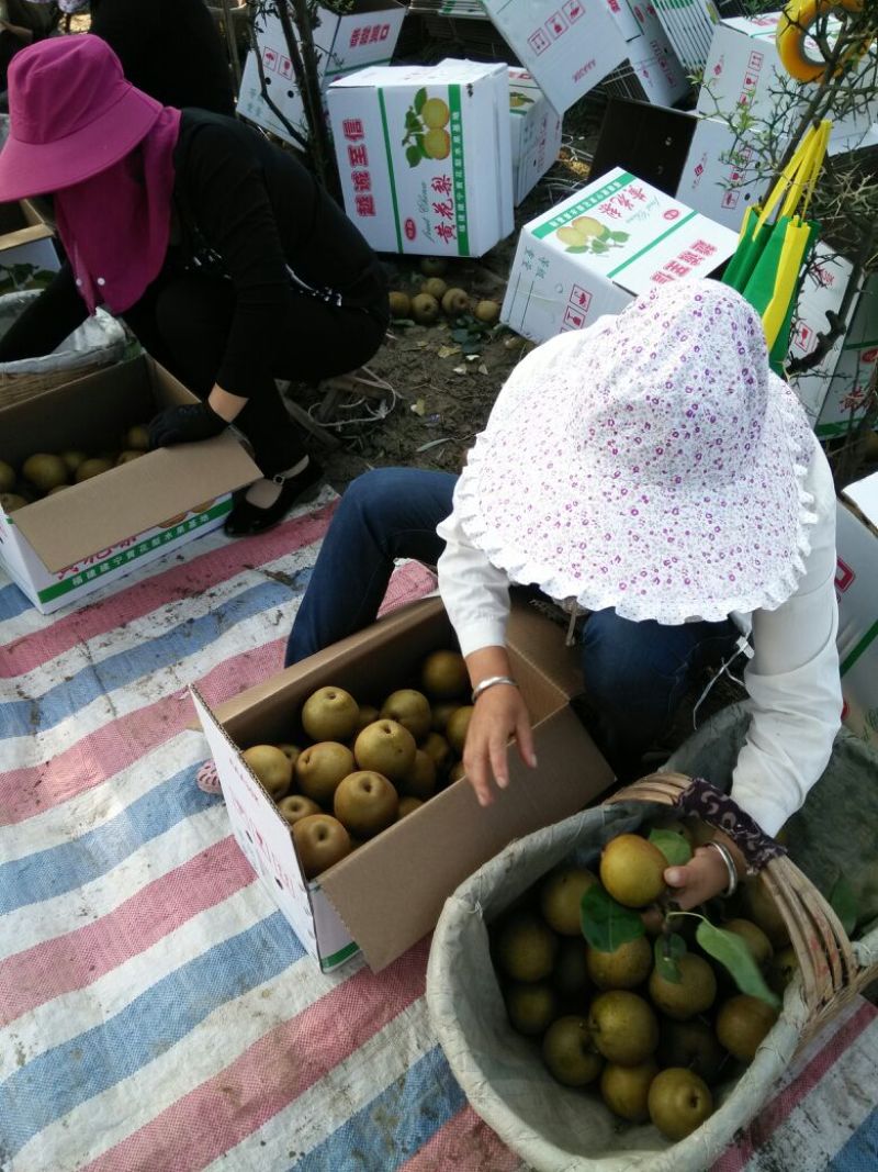黄花梨光果湖北沙梨基地直供
