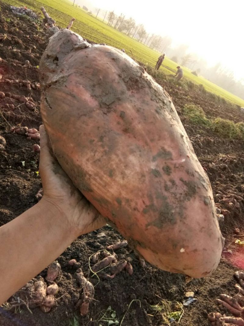 红薯淀粉