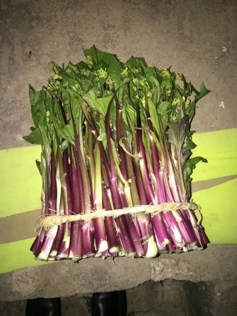 红菜苔20~30厘米
