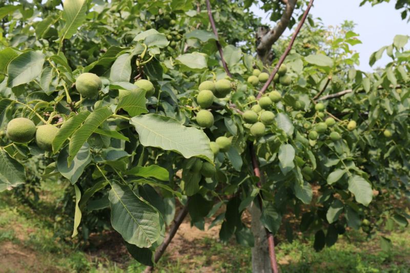 冠核一号核桃苗50~100cm二年苗